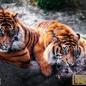 Tranh giấy dán tường 3d động vật song hổ