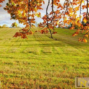 Tranh 3D phong cảnh mùa thu bên bãi cỏ đẹp