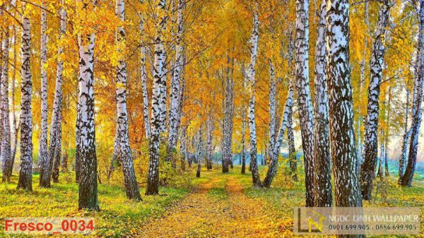 Tranh 3D phong cảnh mùa thu rừng cây thông