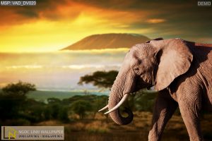 Tranh dán tường 3d động vật voi