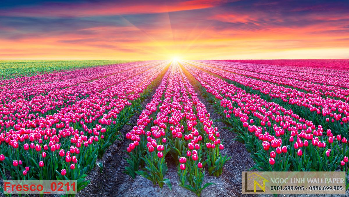 Tranh Dán Tường 3D Vườn Hoa: Cánh Đồng Hoa Tulip